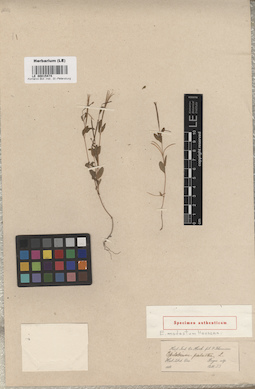 LE 00015474