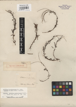 LE 00015477