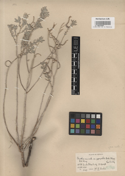 LE 00015484