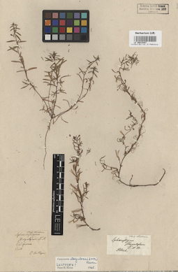 LE 00015487