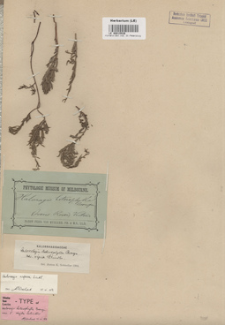 LE 00015526