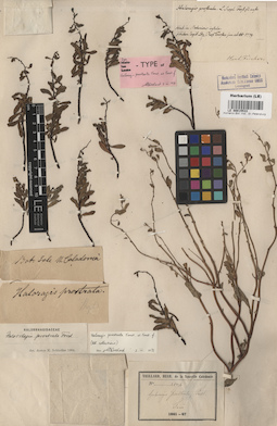 LE 00015533