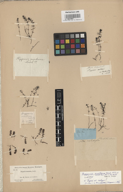 LE 00015551