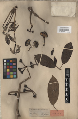 LE 00015553
