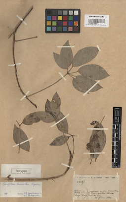 LE 00015568