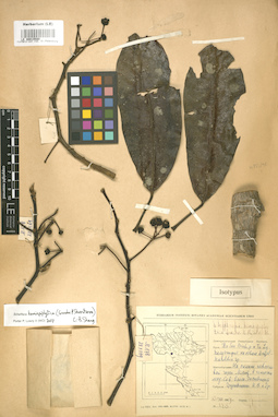 LE 00015589