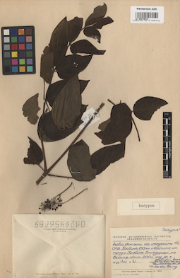 LE 00015613