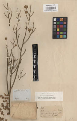 LE 00015638
