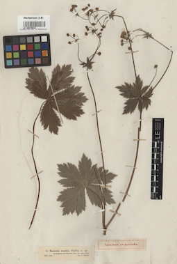 LE 00015639