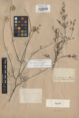 LE 00015655