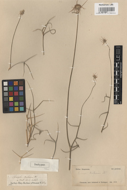 LE 00015667