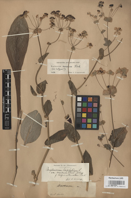LE 00015701