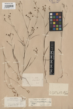 LE 00015704