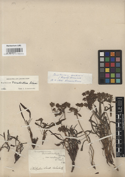 LE 00015717