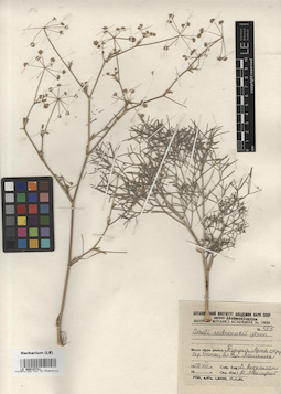 LE 00015731