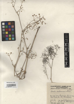 LE 00015733