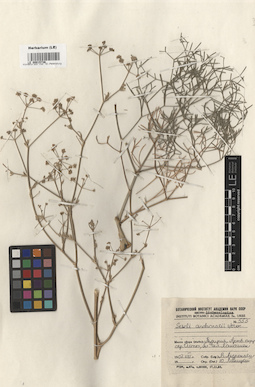 LE 00015736