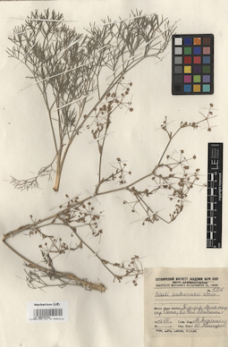 LE 00015742