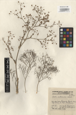 LE 00015744