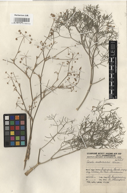 LE 00015745