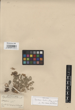 LE 00015747