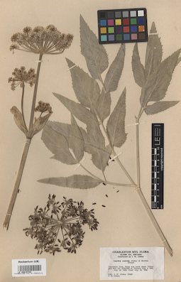 LE 00015749