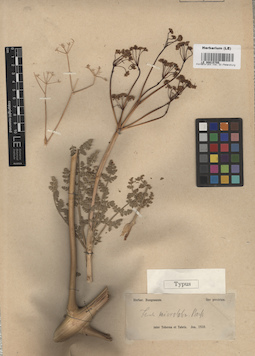 LE 00015755