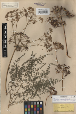 LE 00015767