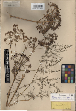 LE 00015768