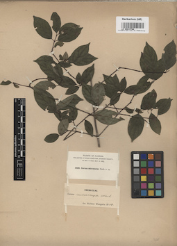 LE 00015786