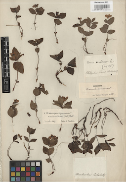 LE 00015787