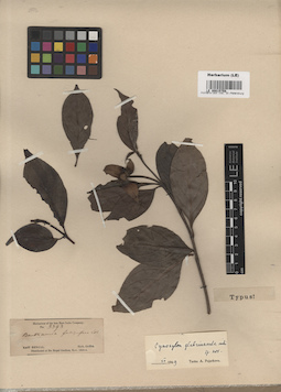 LE 00015788