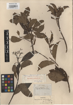 LE 00015793
