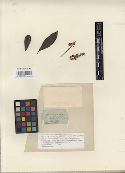 LE 00015794