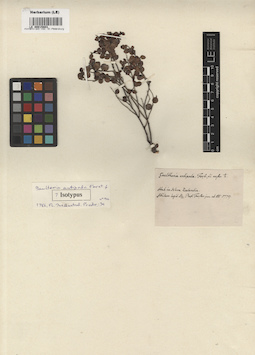 LE 00015803