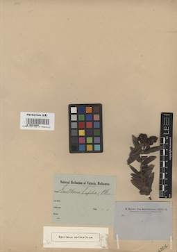 LE 00015805