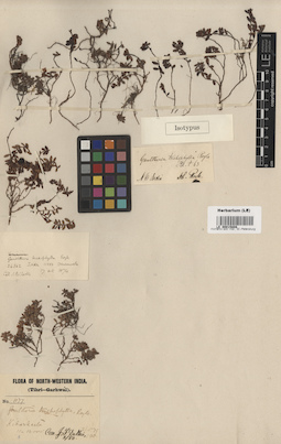LE 00015808