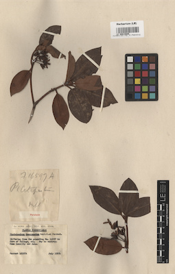 LE 00015809