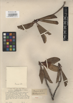 LE 00015810
