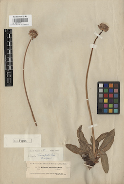 LE 00015884