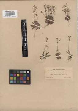 LE 00015905