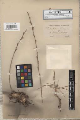 LE 00015934