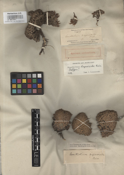 LE 00015941