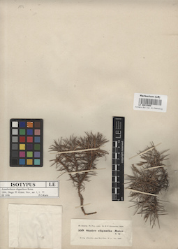 LE 00015958