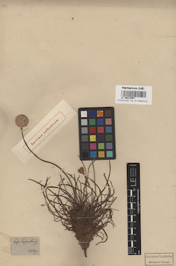 LE 00015987