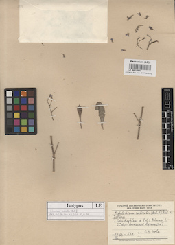 LE 00015991