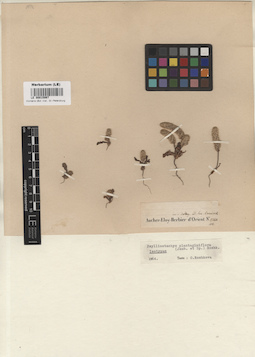 LE 00015997