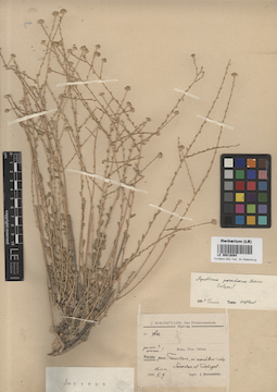 LE 00018094