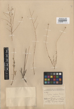 LE 00018095