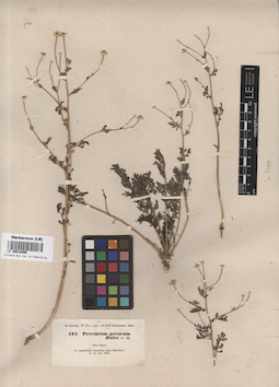 LE 00018096